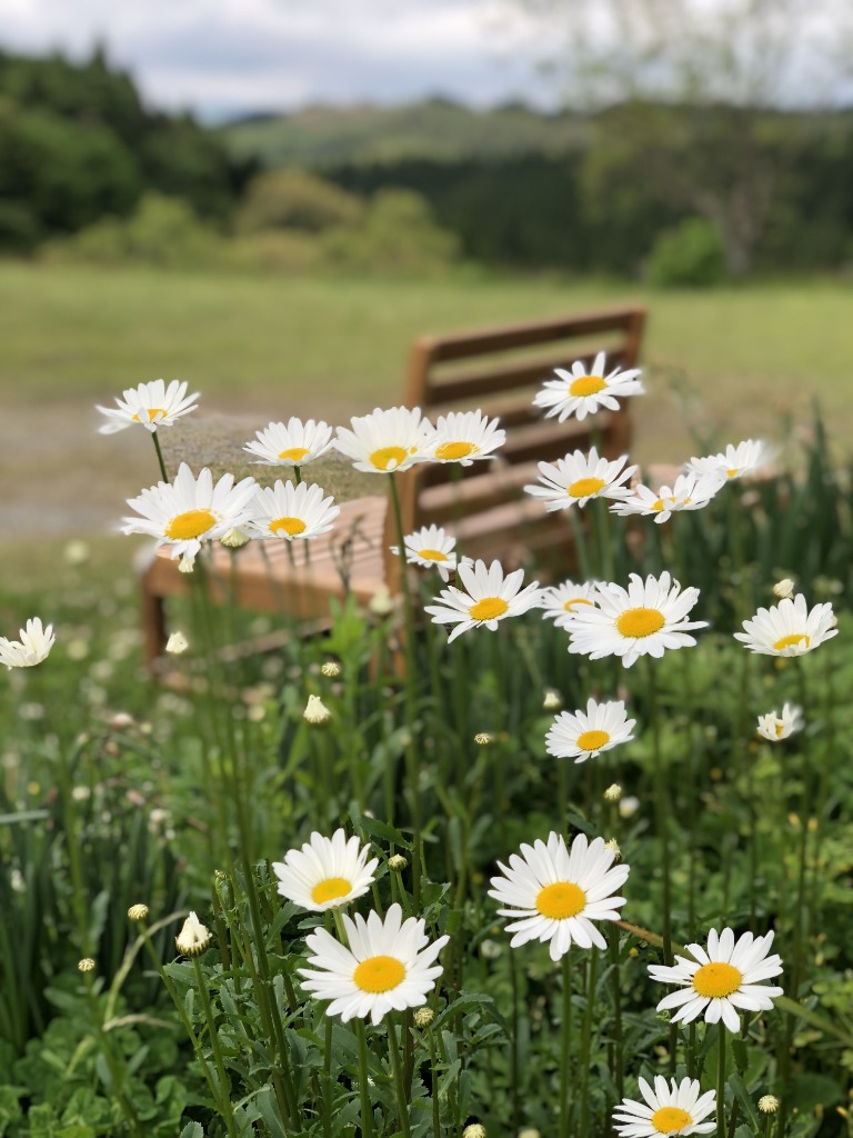 野の花とテラスベンチ